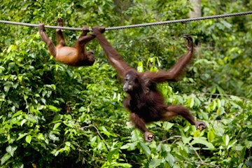 Sepilok orang-utan sanctuary, Sandakan, Saba, Borneo (apes swinging on rope)