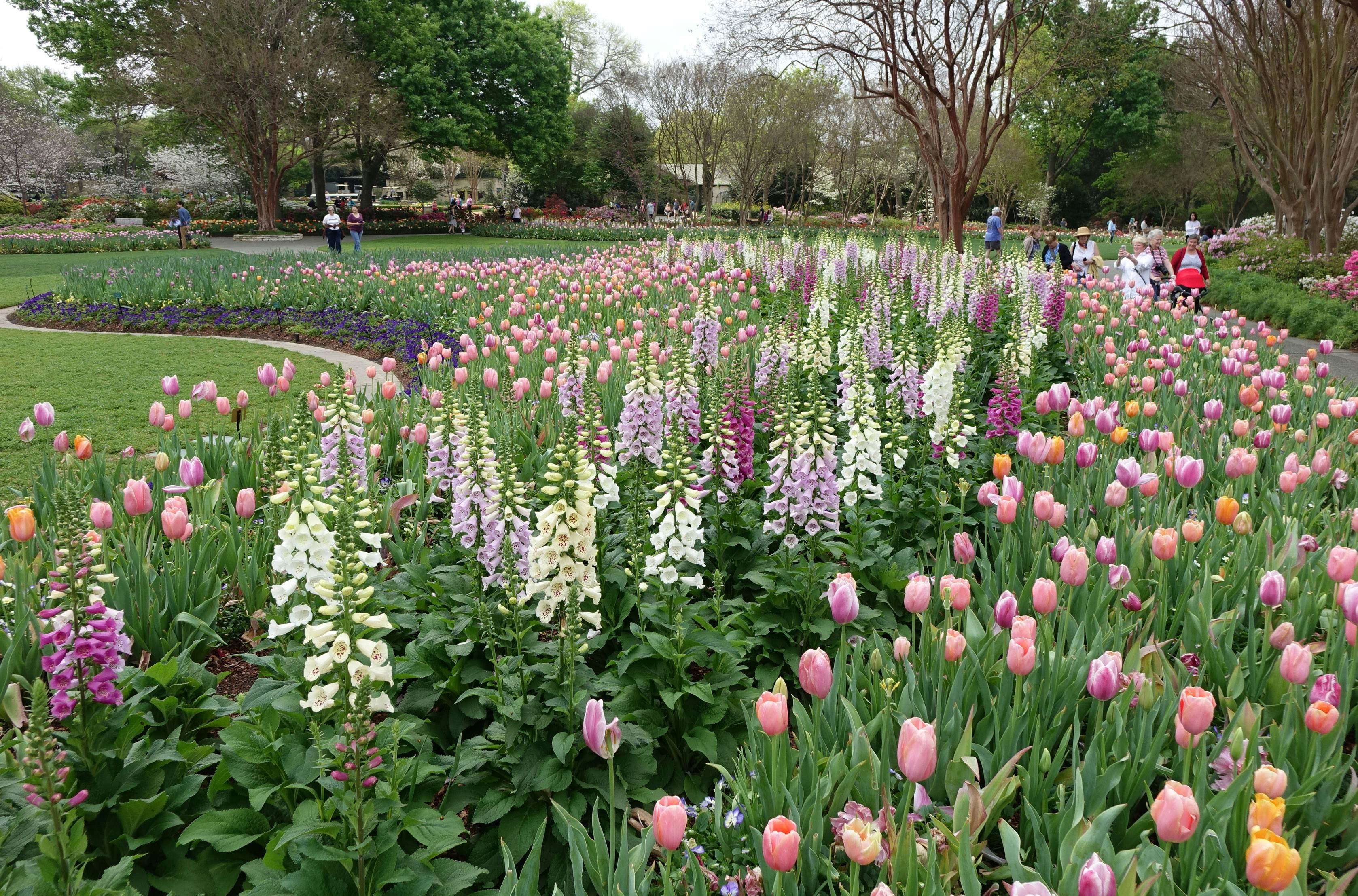 Dallas Arboretum Botanical Gardens Dallas Usa Attractions
