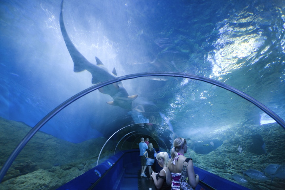 Shark gliding above the viewing tunnel as patrons look on, Aquarium of Western Australia (AQWA)