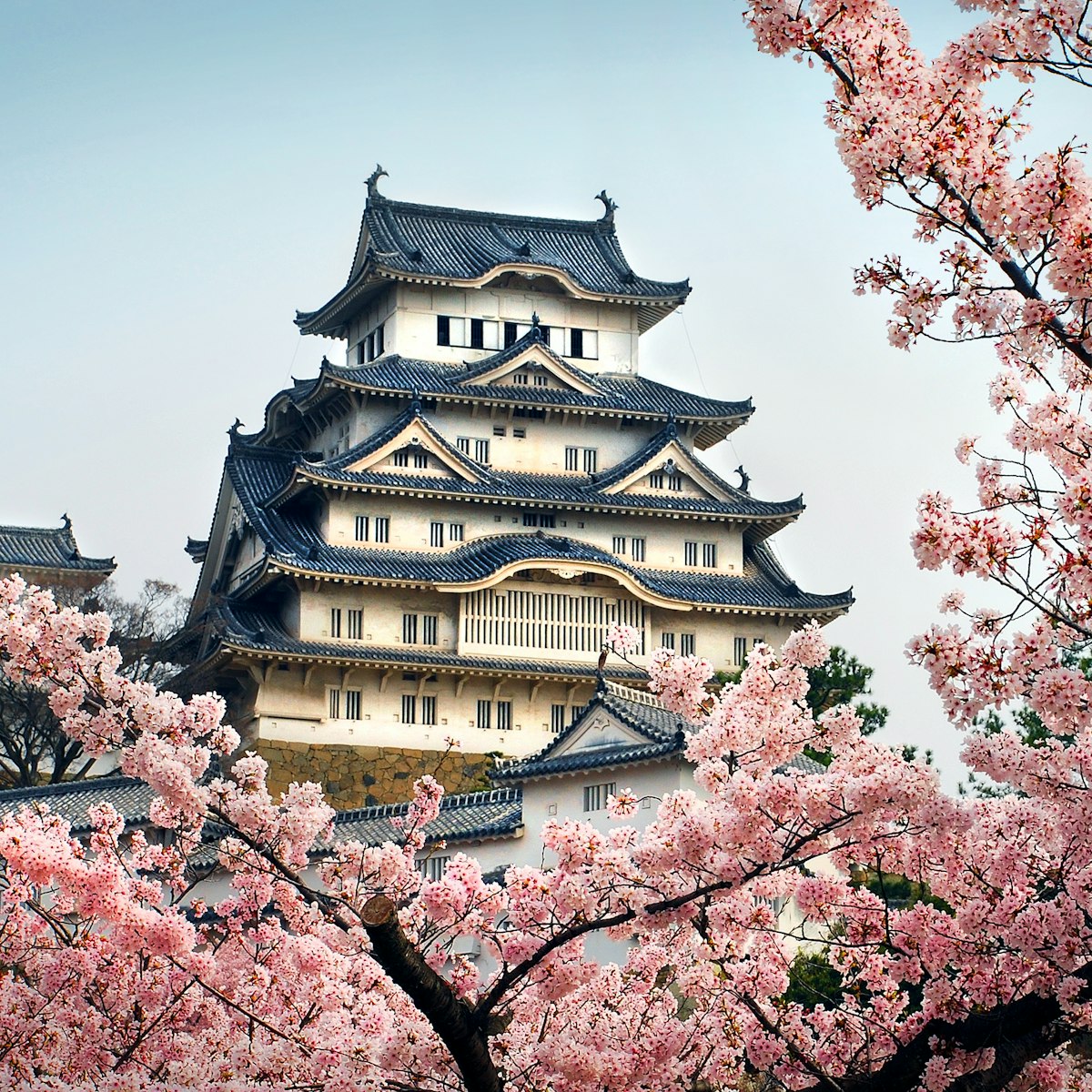 Himeji castle through Sakura