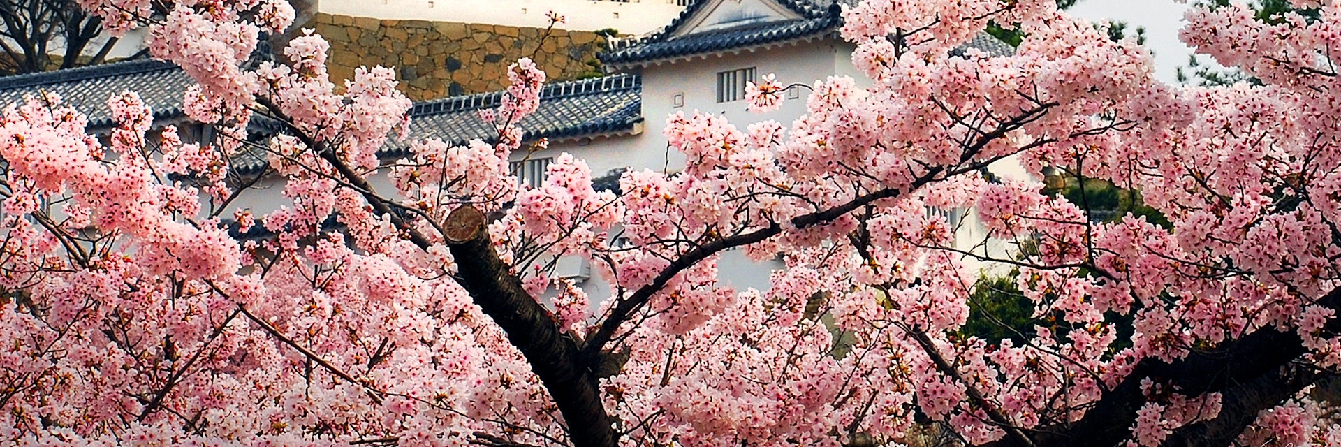 Himeji castle through Sakura
