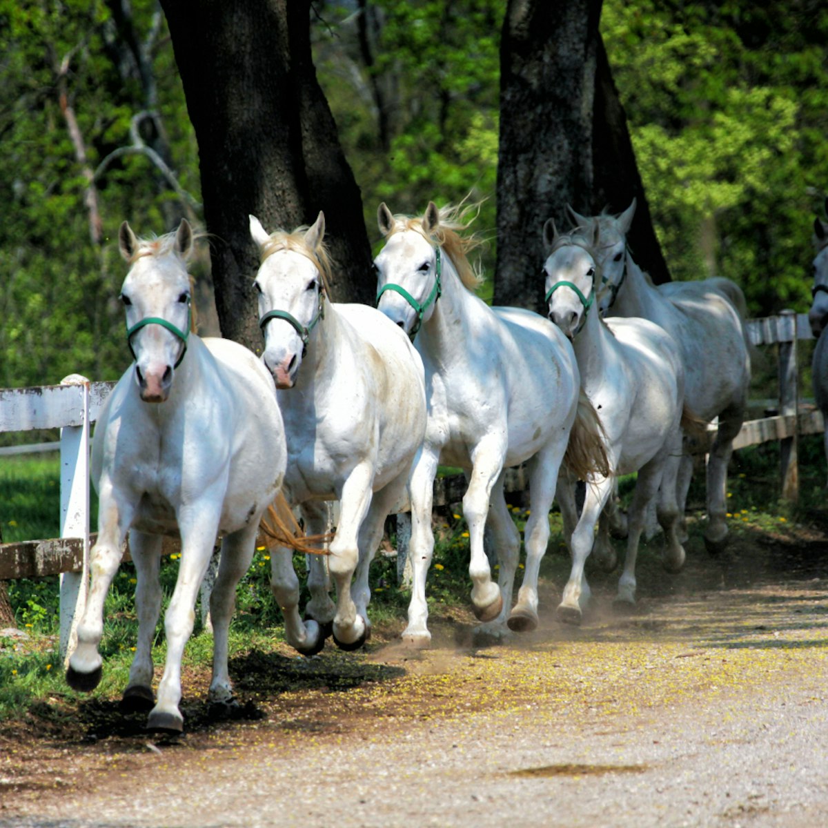 White Lipizzan Horses running; Shutterstock ID 342228359; Your name (First / Last): Anna Tyler; GL account no.: 65050; Netsuite department name: Online Editorial; Full Product or Project name including edition: destination-image-southern-europe