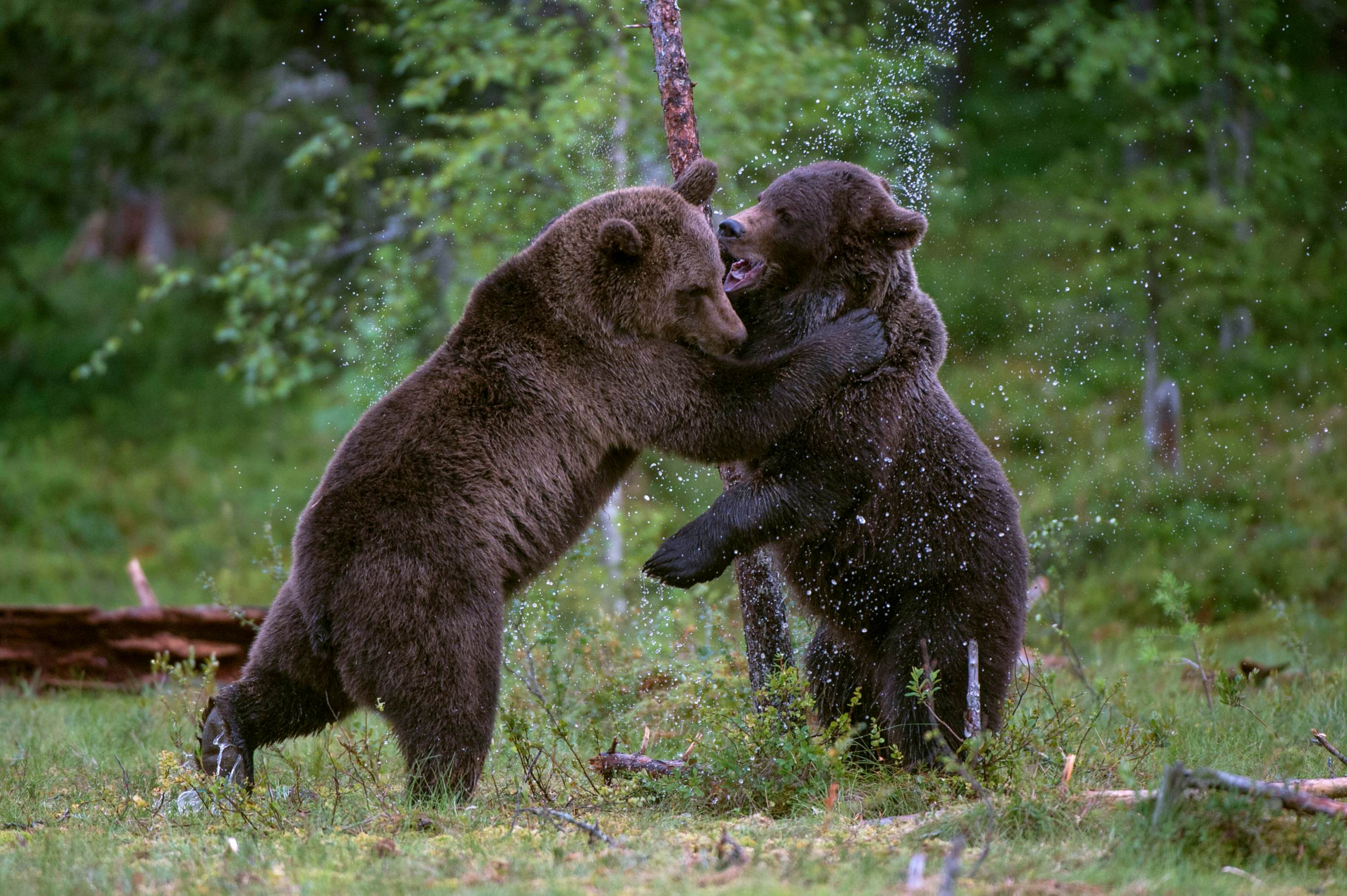 Europe is wild encounters