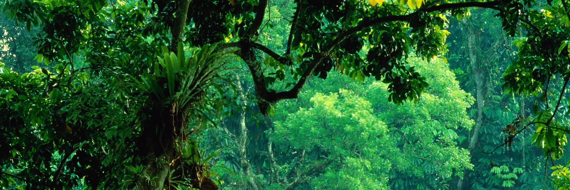 Indonesia, Java, Bogor, Kebun Raya (Great Garden), vegetation