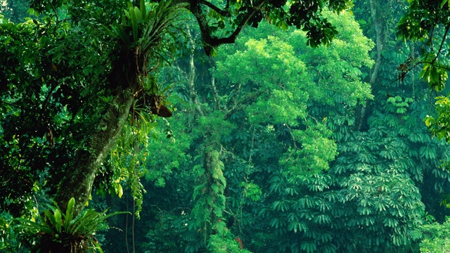 Indonesia, Java, Bogor, Kebun Raya (Great Garden), vegetation