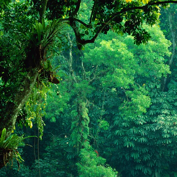 Indonesia, Java, Bogor, Kebun Raya (Great Garden), vegetation