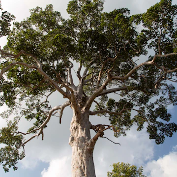 Biggest Yang Na Tree