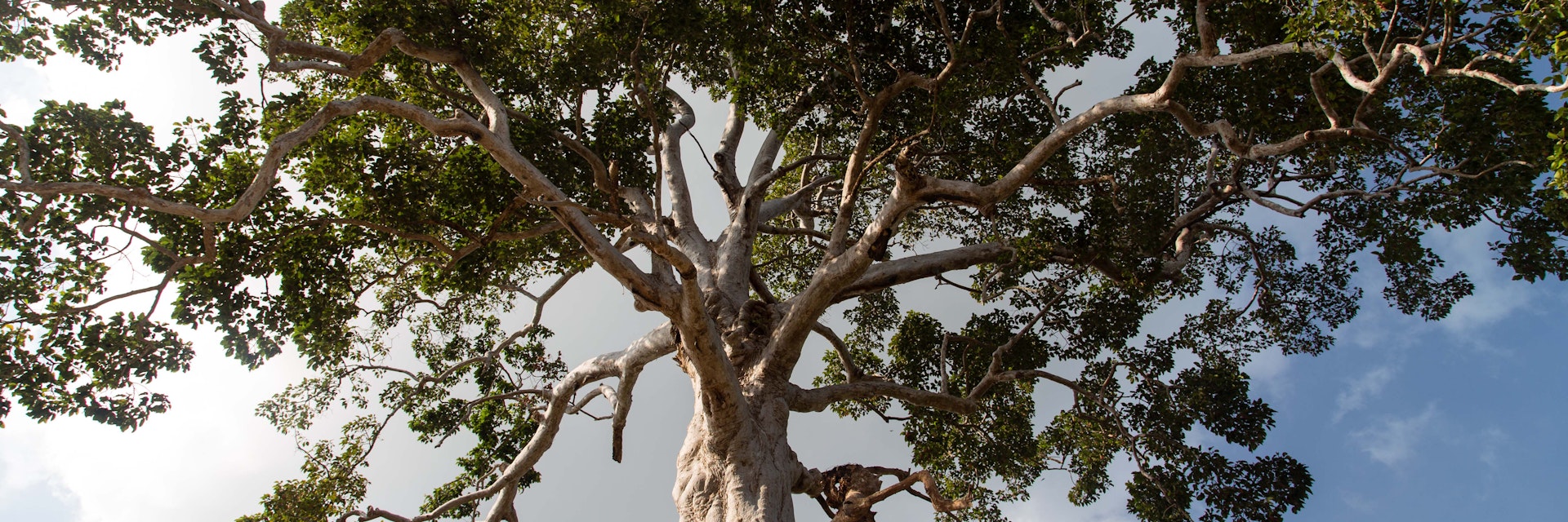 Biggest Yang Na Tree