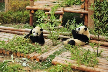 Pandas at Chengdu Research Base of Giant Panda Breeding.