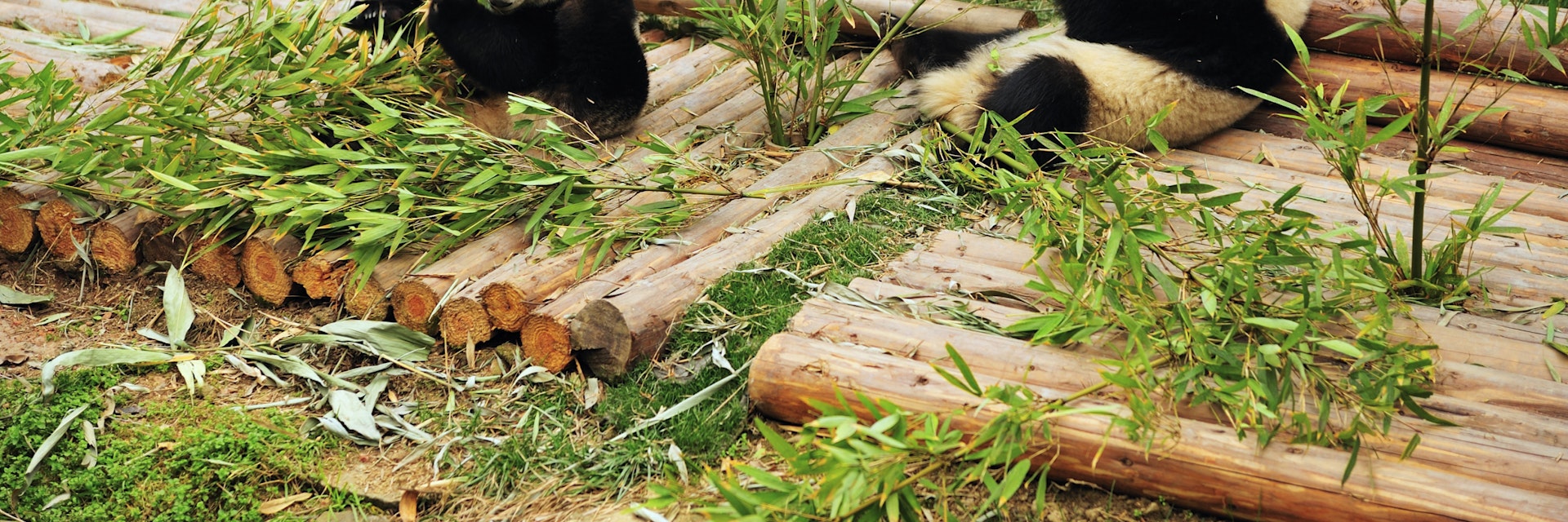 Pandas at Chengdu Research Base of Giant Panda Breeding.