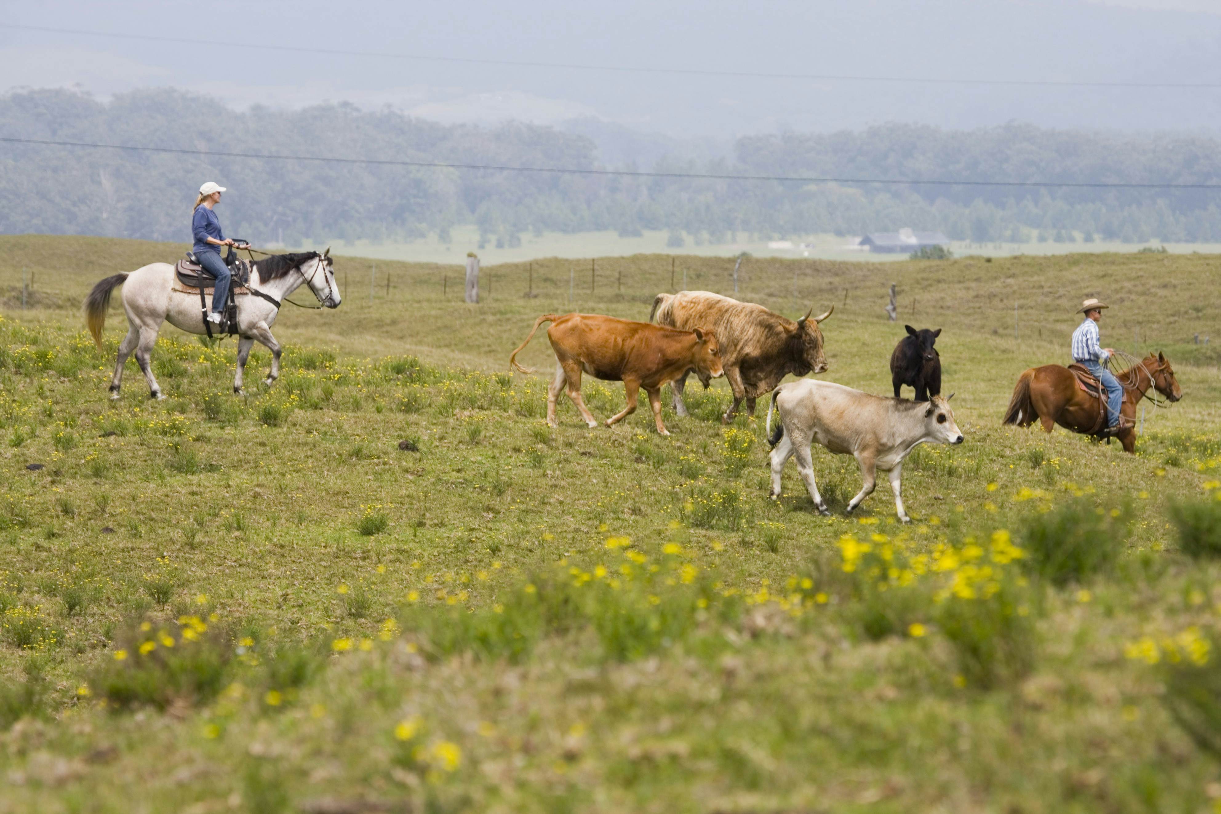 Waimea (Kamuela) travel Hawaii, USA Lonely