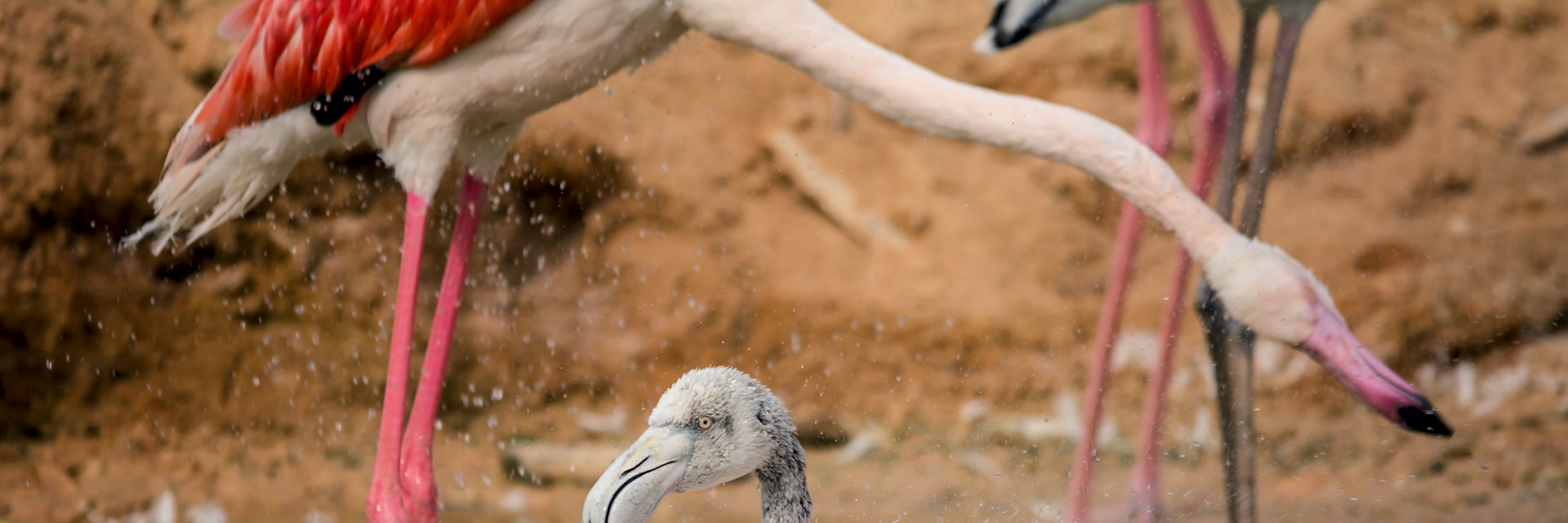 طائر النحام ( الفلامنجو ).......Flamingo.Location Africa Safari park - Egypt .If you like it , please vote
