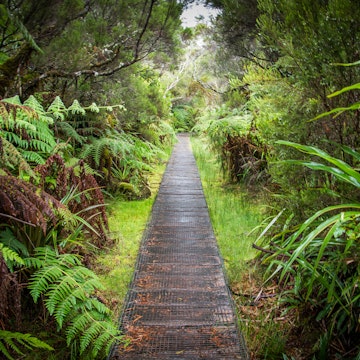 Forêt de Bélouve - La Réunion..Belouve Forest - Reunion Island