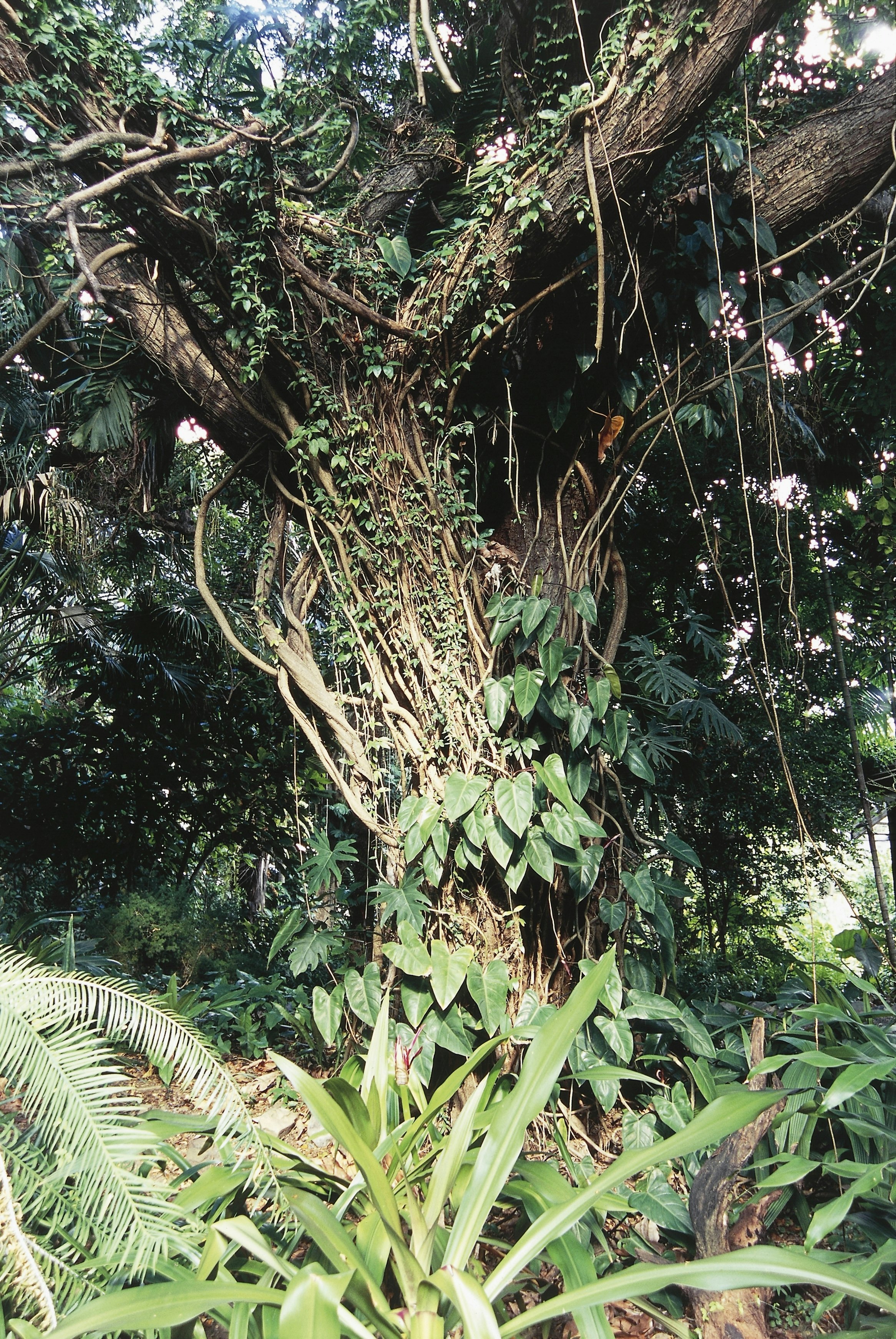 British Virgin Islands, Tortola Island, Sage Mountain National Park, epiphytes and tropical vegetation