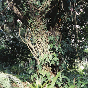 British Virgin Islands, Tortola Island, Sage Mountain National Park, epiphytes and tropical vegetation