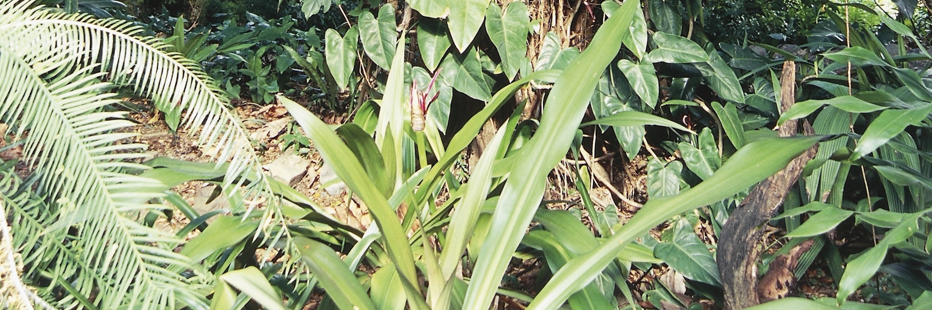 British Virgin Islands, Tortola Island, Sage Mountain National Park, epiphytes and tropical vegetation