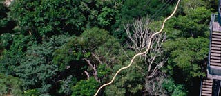 Aj Hackett Bungy Minjin Cairns Australia Activities Lonely Planet