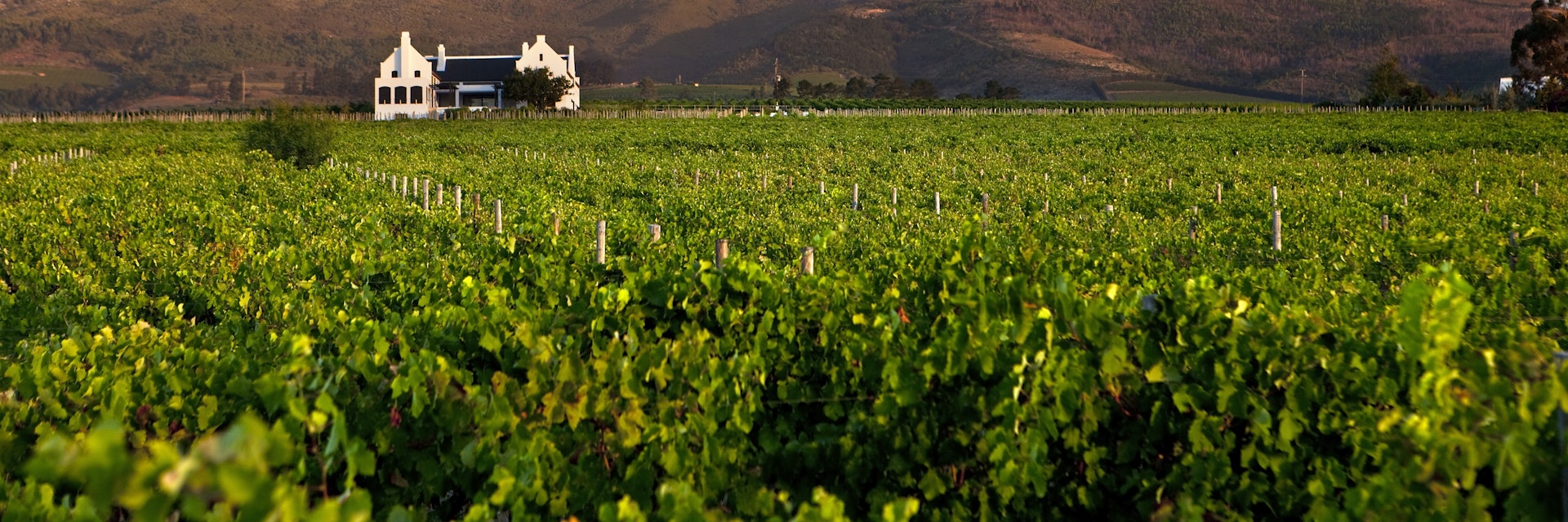South Africa, Western Cape, near Stellenbosch, Longridge Wine Estate. Homestead and vineyards.