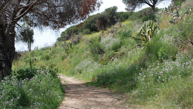 Pathway in the Parc de Collserola