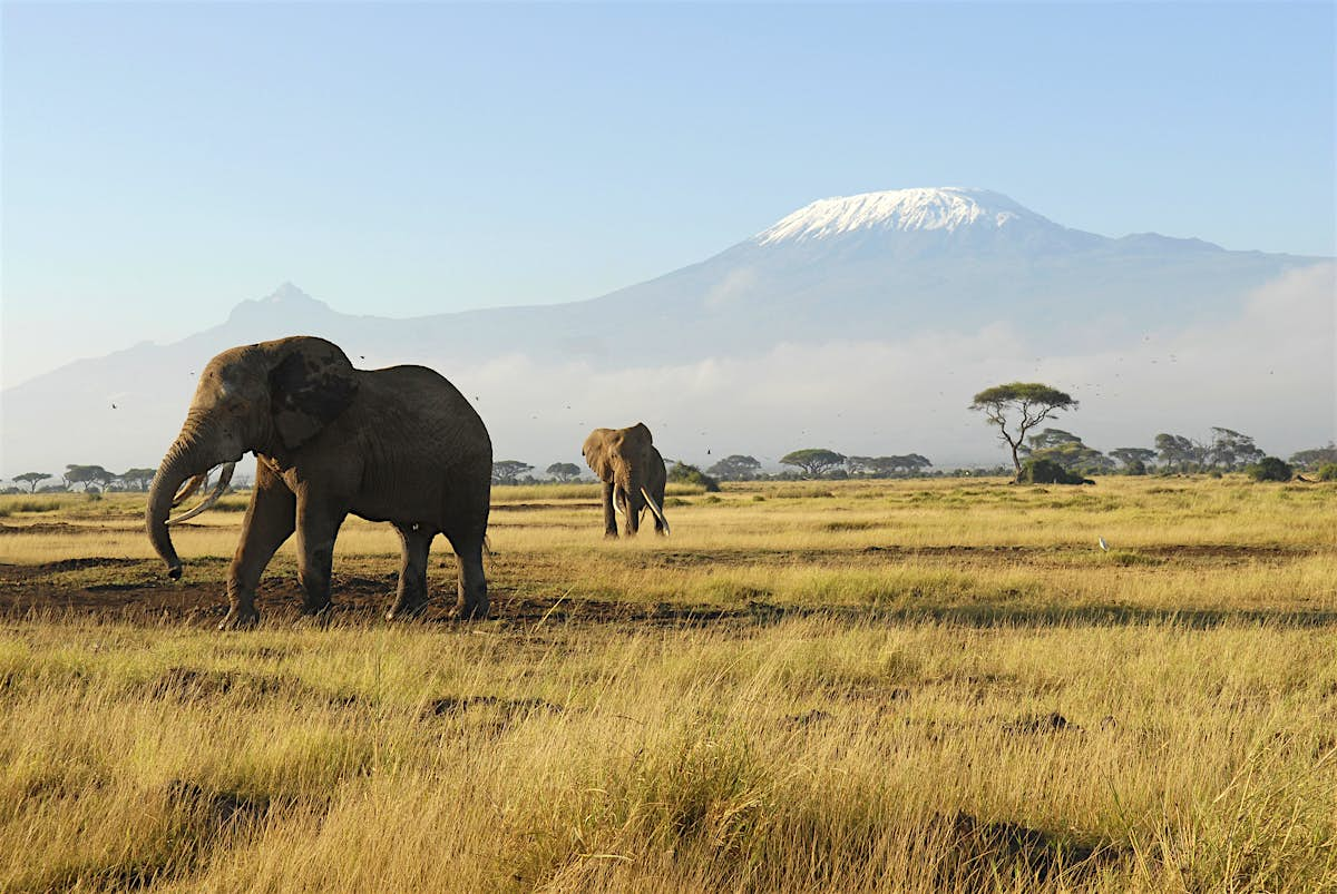 Amboseli National Park | Kenya Attractions - Lonely Planet