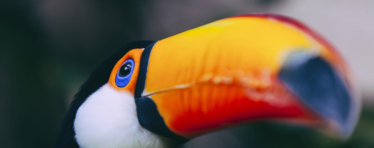 The Amazon Travel Brazil South America Lonely Planet The Amazon Travel Brazil South America Lonely Planet