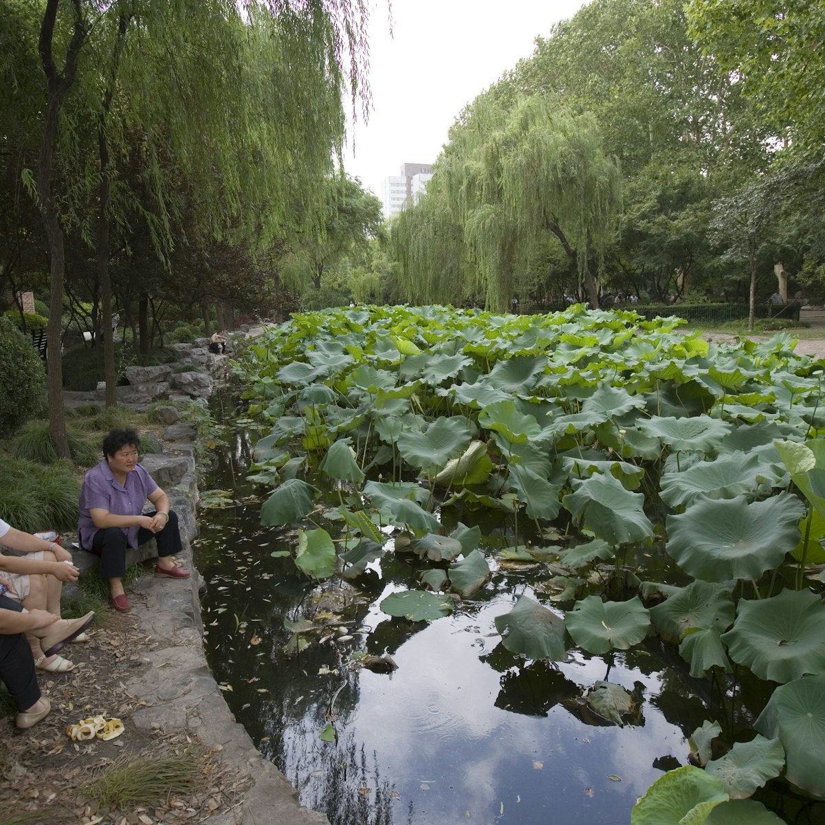 Relaxing beside Lotus pond, Lu Xun Park, Hongqiao.