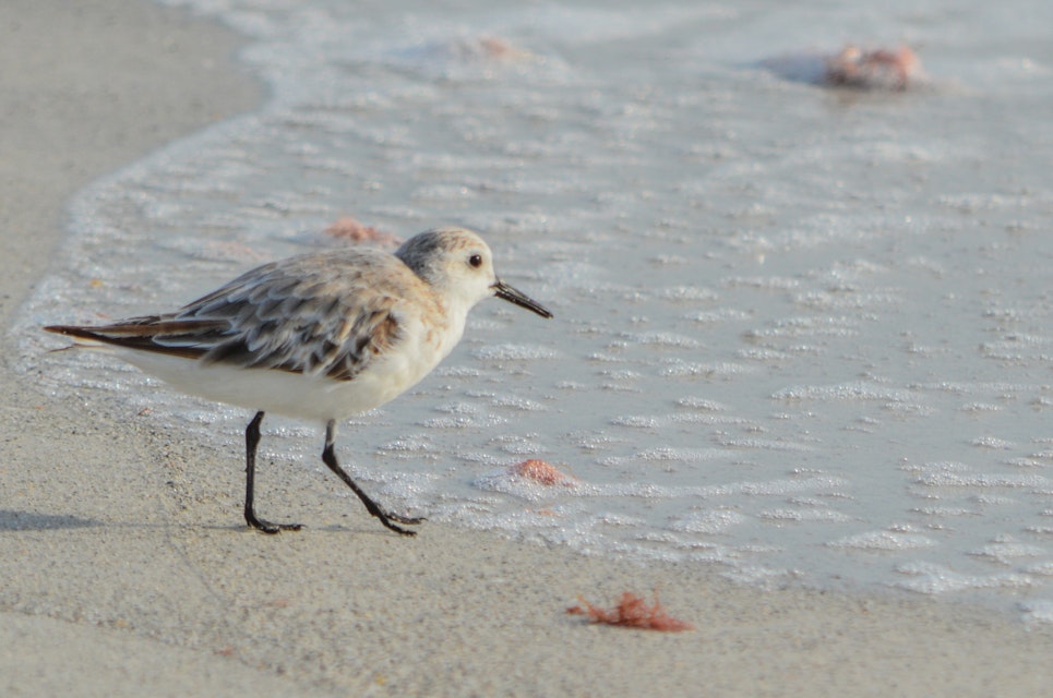 A sanderling (calidris alba) on the beach of the Gulf of Mexico in Florida.; Shutterstock ID 643836334; Your name (First / Last): Trisha Ping; GL account no.: 65050; Netsuite department name: Online Editorial; Full Product or Project name including edition: Trisha Ping/65050/Online Editorial/Florida