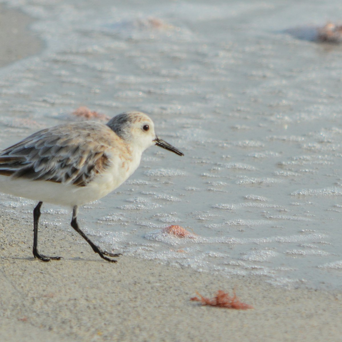 A sanderling (calidris alba) on the beach of the Gulf of Mexico in Florida.; Shutterstock ID 643836334; Your name (First / Last): Trisha Ping; GL account no.: 65050; Netsuite department name: Online Editorial; Full Product or Project name including edition: Trisha Ping/65050/Online Editorial/Florida