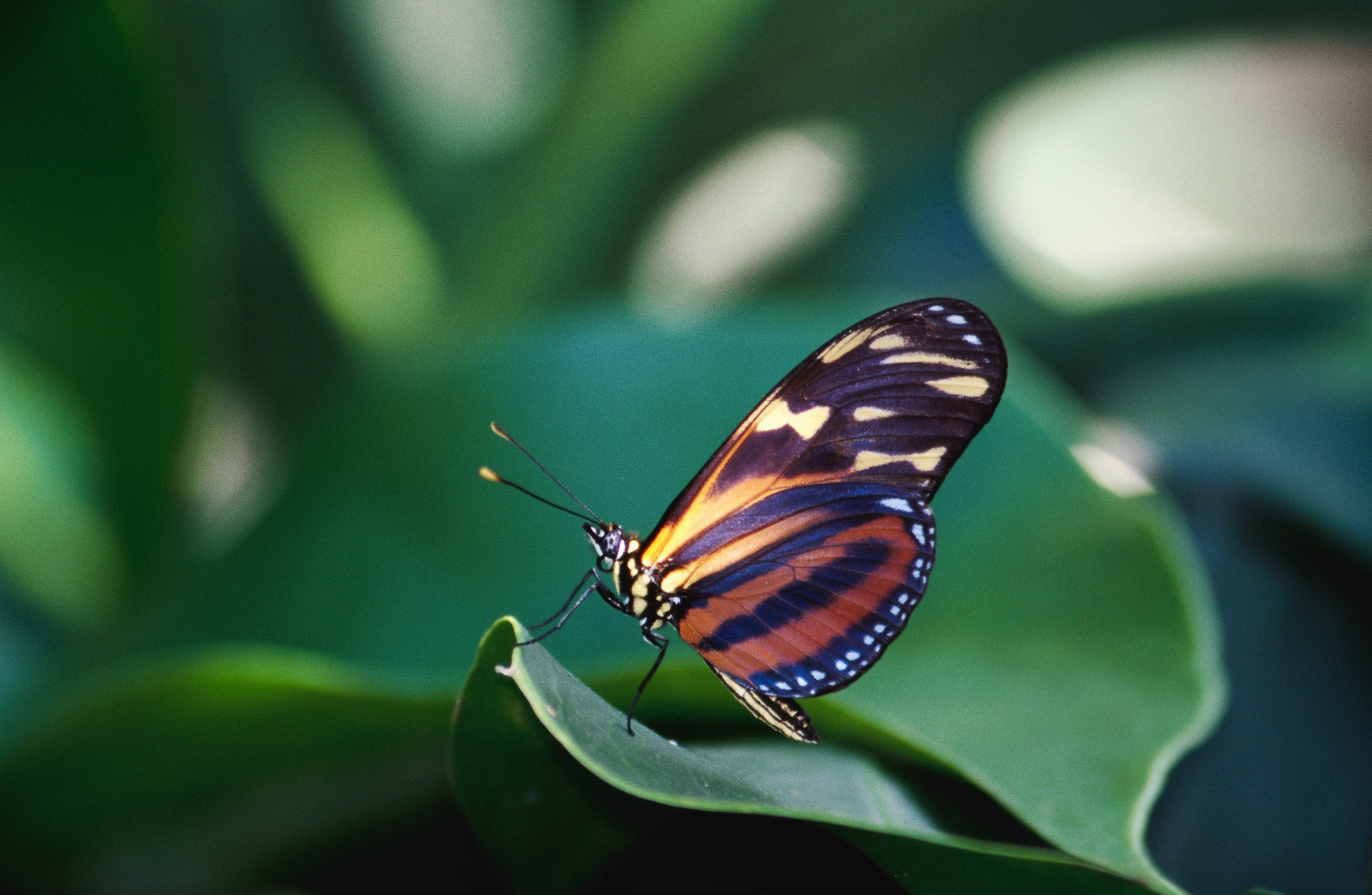 Isabella's Heliconian Butterfly (Eueides isabella) at Jardin Spirogyra.
