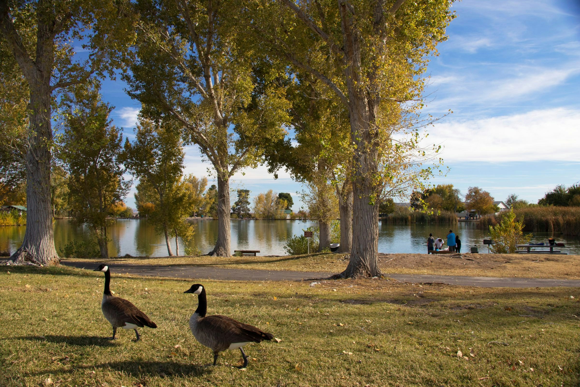 Ducks at Floyd Lamb Park at Tule Springs.