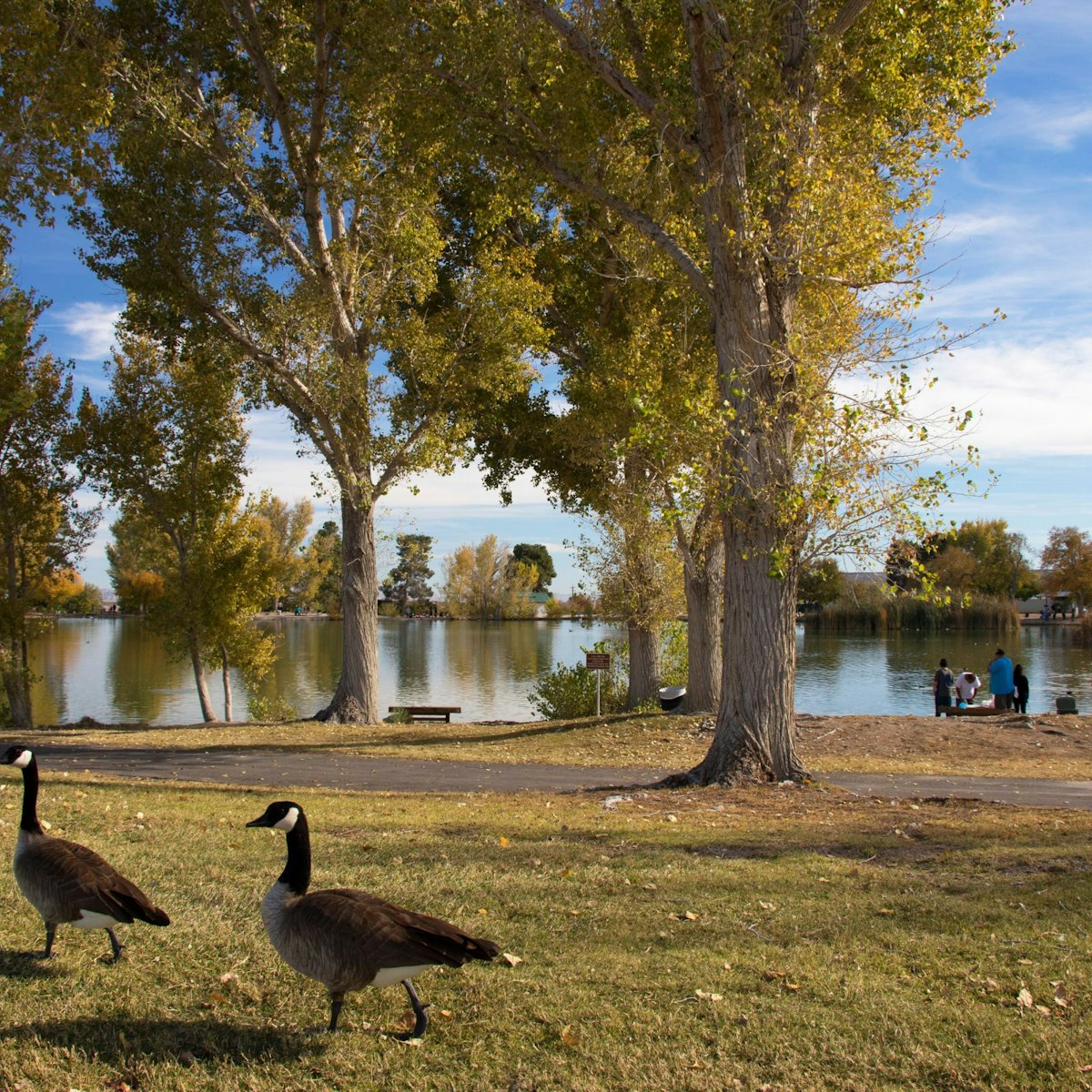 Ducks at Floyd Lamb Park at Tule Springs.