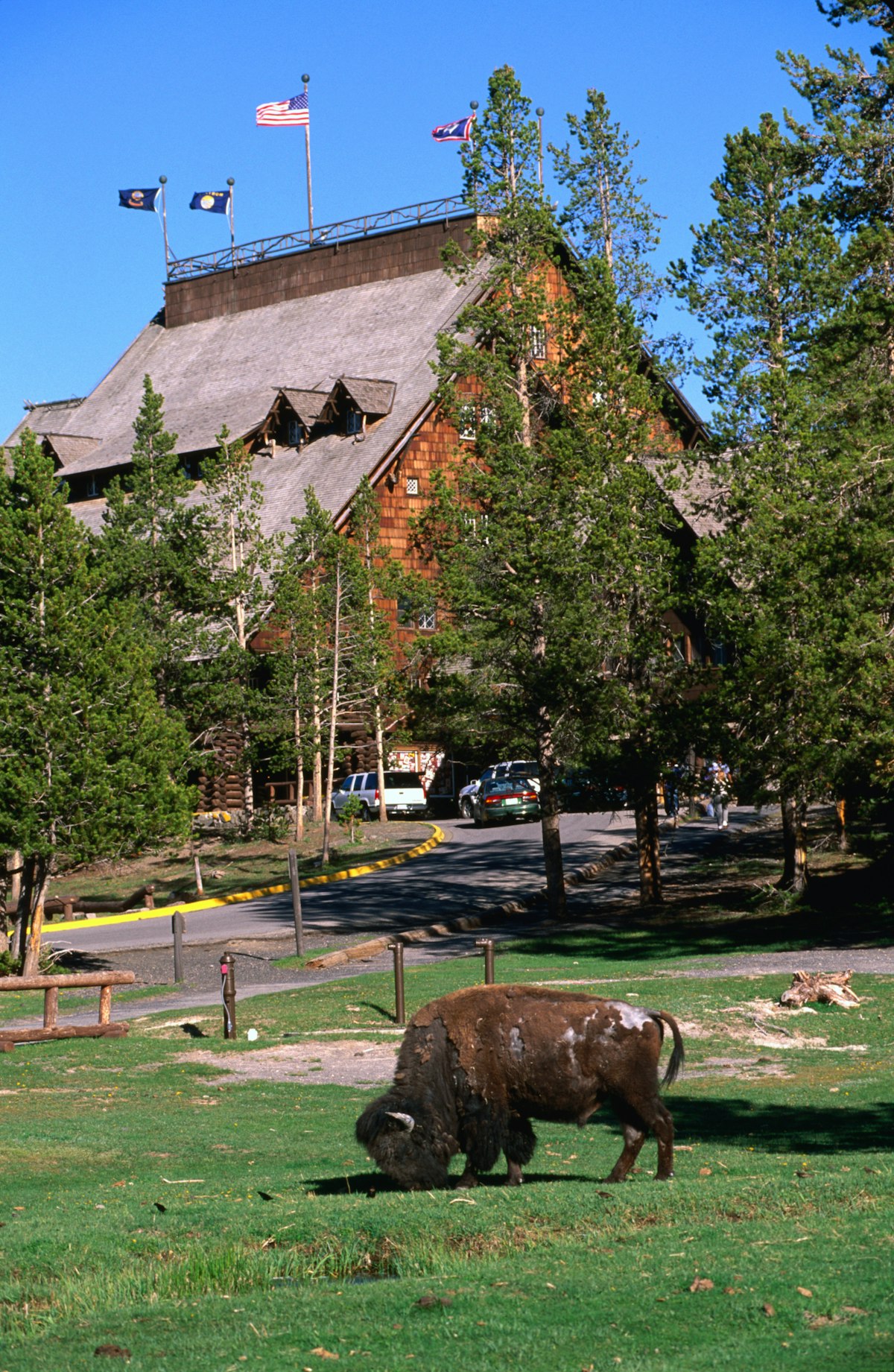 Bison grazing near the entrance to the Old Faithful Inn in Yellowstone.