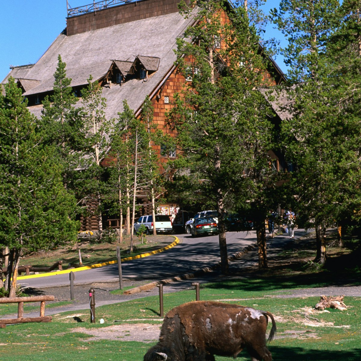 Bison grazing near the entrance to the Old Faithful Inn in Yellowstone.