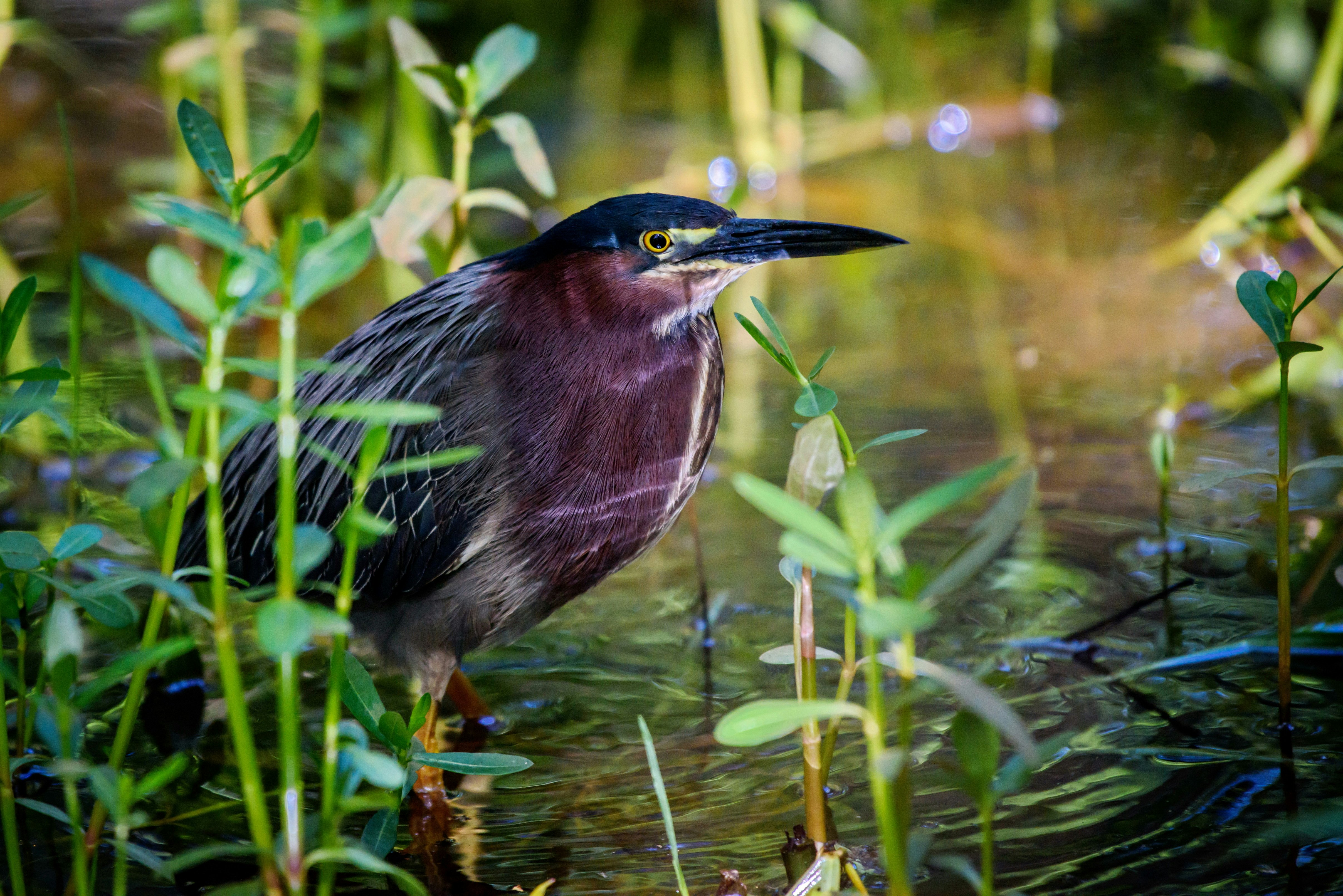 Bird (Green Heron) in water