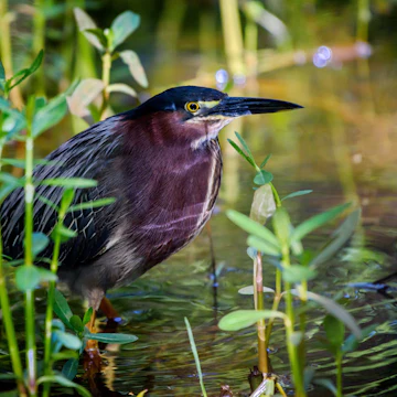 Bird (Green Heron) in water