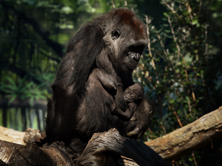 A gorilla named Jessica holds its two week old unnamed baby in its enclosure at the San Diego Zoo, California on January 13, 2015.  A naming competition is currently underway for Jessica's sixth baby gorilla. Gorillas' live in tropical or subtropical forests in Africa.            AFP PHOTO/MARK RALSTON        (Photo credit should read MARK RALSTON/AFP/Getty Images)