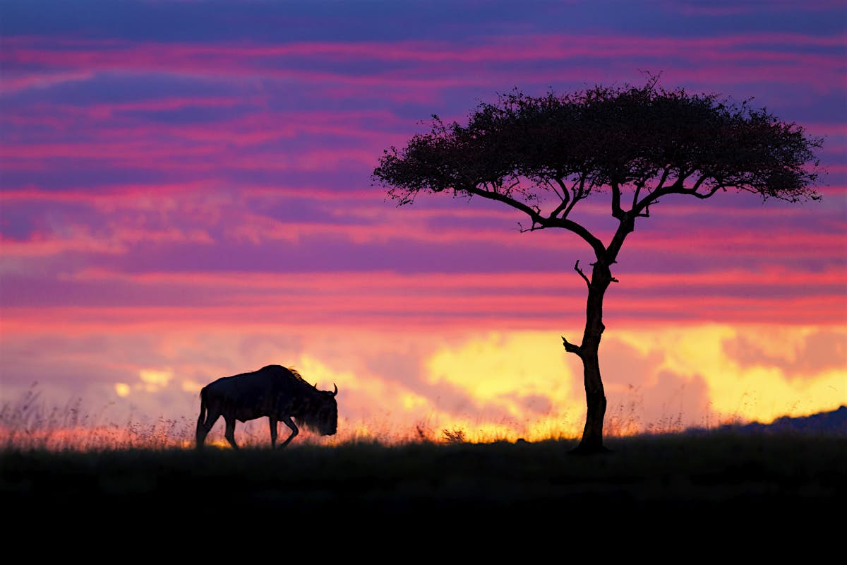 Masai Mara National Reserve travel Kenya, Africa Lonely