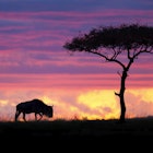 500px Photo ID: 67771631 - A lonely Wildebeest and an acacia tree silhouetted against a Masai Mara sky on fire creating an epic scene. Image captured during the last photo safari I led last month. The 2015 departures are available to book now so go to  <a href="http://www.southcapeimages.com/Masai_Mara.html"target="_blank">Masai Mara Photo Safari</a>  for all the details. A last minute 8 Day Masai Mara "Special" in June 2014 is available to book before the 30th of April at only US$ 3,750 per person - All Inclusive. ..MASAI MARA Photographic Safari Overview..01 June to 08 June 2014..This Photographic Safari takes you to the center of predator action in Kenya ... The Masai Mara. The eco-friendly selected Camp nestled in it's own private conservancy, overlooks the dotted plains of the Masai Mara National Reserve and is just a few minutes from Leopard Gorge made famous by the popular BBC Big Cat Diaries documentary series. This safari special includes :..1 Night in a selected 5 star hotel in Nairobi upon arrival.6 Nights in selected Luxury Tented Camp on an all-inclusive basis. .All conservation fees.2 Game Drives daily. .Use of private 4x4 safari vehicle with guide..All airport transfers.Air transfers Nairobi - Mara - Nairobi.USD 3,750.00 - Price is per person sharing.Individual supplement - USD 225.00..email  info@southcapeimages.com  for more info and to book now