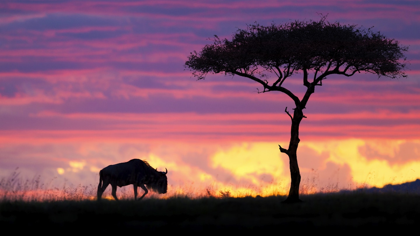 500px Photo ID: 67771631 - A lonely Wildebeest and an acacia tree silhouetted against a Masai Mara sky on fire creating an epic scene. Image captured during the last photo safari I led last month. The 2015 departures are available to book now so go to  <a href="http://www.southcapeimages.com/Masai_Mara.html"target="_blank">Masai Mara Photo Safari</a>  for all the details. A last minute 8 Day Masai Mara "Special" in June 2014 is available to book before the 30th of April at only US$ 3,750 per person - All Inclusive. ..MASAI MARA Photographic Safari Overview..01 June to 08 June 2014..This Photographic Safari takes you to the center of predator action in Kenya ... The Masai Mara. The eco-friendly selected Camp nestled in it's own private conservancy, overlooks the dotted plains of the Masai Mara National Reserve and is just a few minutes from Leopard Gorge made famous by the popular BBC Big Cat Diaries documentary series. This safari special includes :..1 Night in a selected 5 star hotel in Nairobi upon arrival.6 Nights in selected Luxury Tented Camp on an all-inclusive basis. .All conservation fees.2 Game Drives daily. .Use of private 4x4 safari vehicle with guide..All airport transfers.Air transfers Nairobi - Mara - Nairobi.USD 3,750.00 - Price is per person sharing.Individual supplement - USD 225.00..email  info@southcapeimages.com  for more info and to book now