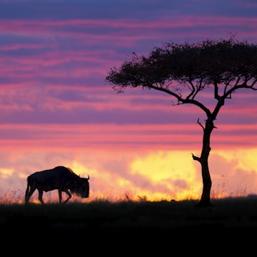 500px Photo ID: 67771631 - A lonely Wildebeest and an acacia tree silhouetted against a Masai Mara sky on fire creating an epic scene. Image captured during the last photo safari I led last month. The 2015 departures are available to book now so go to <a href="http://www.southcapeimages.com/Masai_Mara.html"target="_blank">Masai Mara Photo Safari</a> for all the details. A last minute 8 Day Masai Mara "Special" in June 2014 is available to book before the 30th of April at only US$ 3,750 per person - All Inclusive. ..MASAI MARA Photographic Safari Overview..01 June to 08 June 2014..This Photographic Safari takes you to the center of predator action in Kenya ... The Masai Mara. The eco-friendly selected Camp nestled in it's own private conservancy, overlooks the dotted plains of the Masai Mara National Reserve and is just a few minutes from Leopard Gorge made famous by the popular BBC Big Cat Diaries documentary series. This safari special includes :..1 Night in a selected 5 star hotel in Nairobi upon arrival.6 Nights in selected Luxury Tented Camp on an all-inclusive basis. .All conservation fees.2 Game Drives daily. .Use of private 4x4 safari vehicle with guide..All airport transfers.Air transfers Nairobi - Mara - Nairobi.USD 3,750.00 - Price is per person sharing.Individual supplement - USD 225.00..email info@southcapeimages.com for more info and to book now