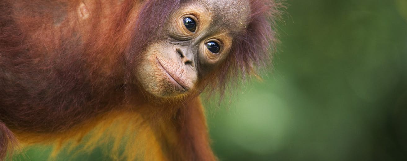 Borneo Travel Asia Lonely Planet Borneo Travel Asia Lonely Planet