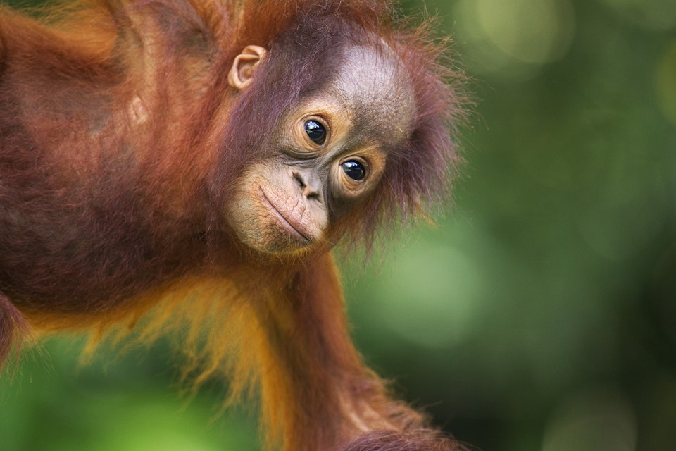 Bornean Orangutan female baby hanging