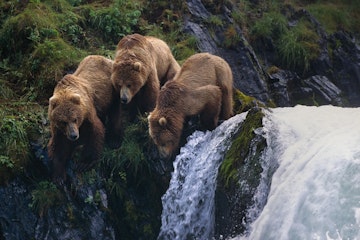 Three Brown Bears @ Falls Kodiak Island Southwest Ak