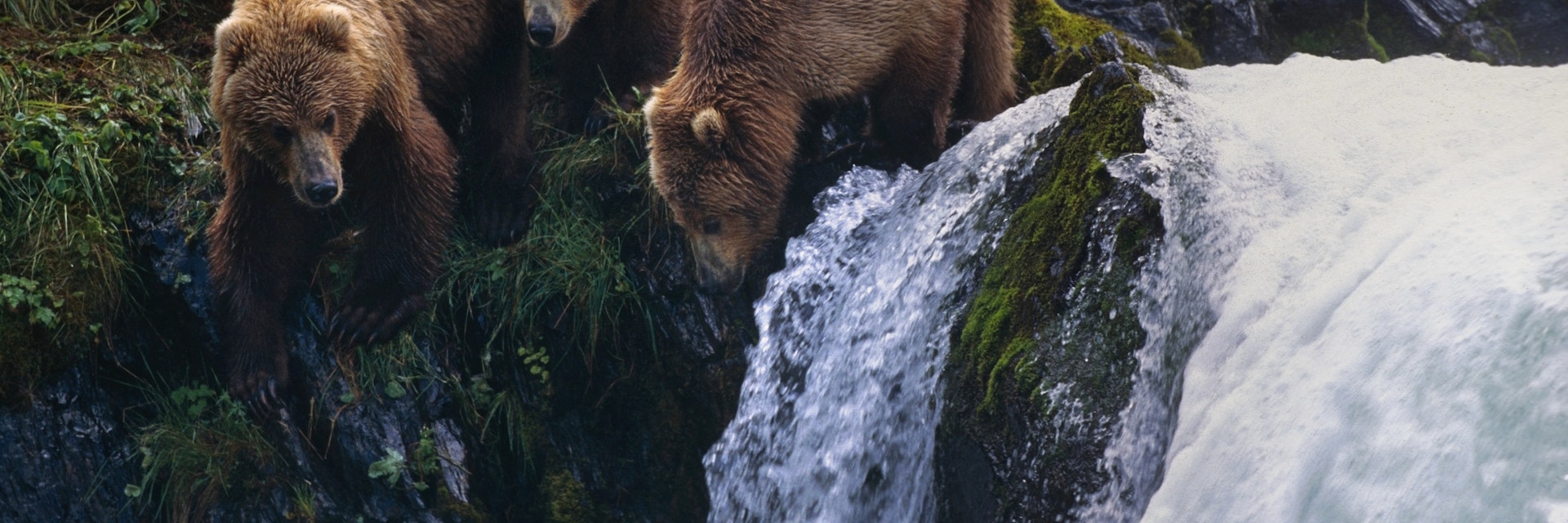 Three Brown Bears @ Falls Kodiak Island Southwest Ak