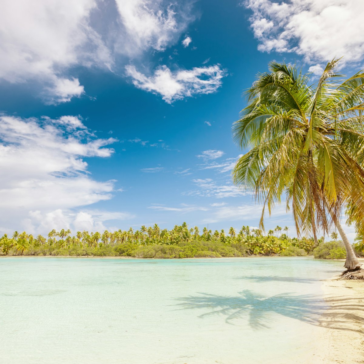 Sand beach with palm trees, turquoise clear water under blue sky. Perfect beach for relaxing. Fakarava Island, Tuamotu Archipelago, French Polynesia.