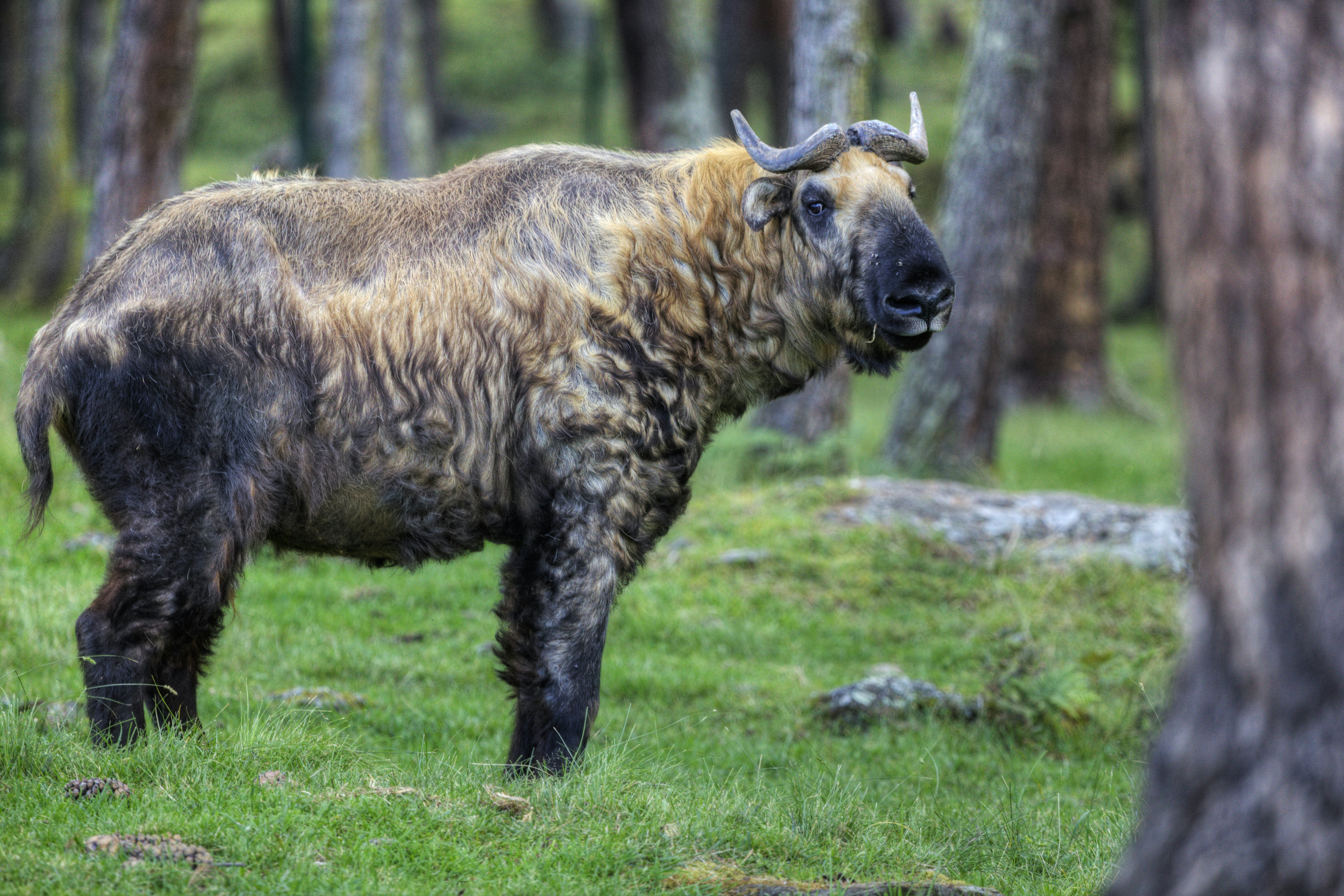 Thimphu, Bhutan, Asia.