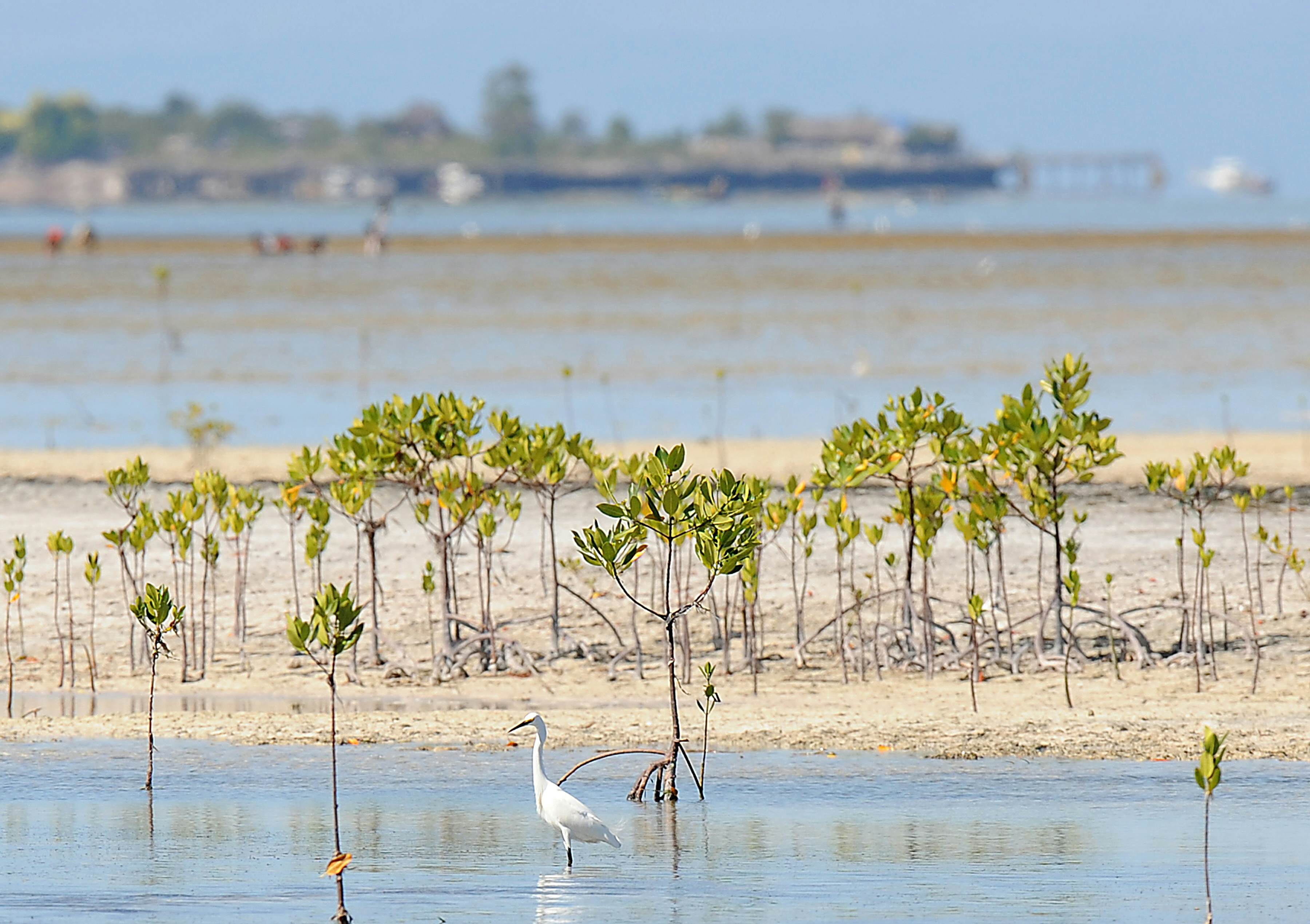 TO GO WITH FEATURE STORY PHILIPPINES-ENVIRONMENT-ANIMAL-BIRDS CECIL MORELLA.In a picture taken on March 3, 2010 an egret looks for food in the reserve of San Vicente village, Olango island, in Cebu province. Spring beckons and great flocks of water fowl are laying on the last layers of fat before the long-haul flight back to mainland Asia, but sightings of the yellow-beaked, green-legged bird are becoming less frequent, experts say.   AFP PHOTO/TED ALJIBE (Photo credit should read TED ALJIBE/AFP/Getty Images)