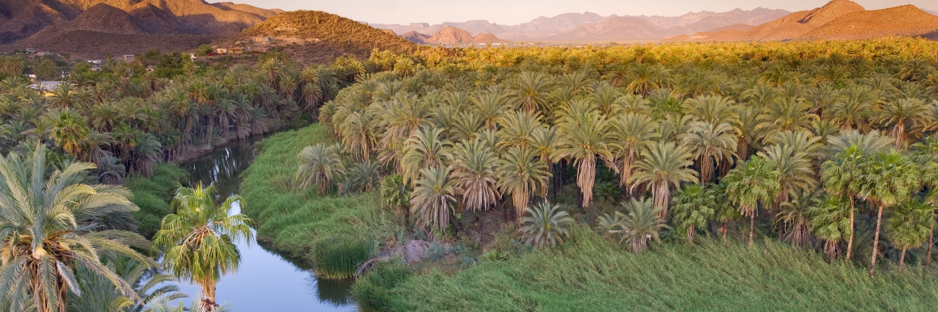 Date palms (Phoenix dactylifera) and fan palms at sunrise by Rio Mulege (Arroyo Santa Rosalia) with Sierra de Guadalupe in background.