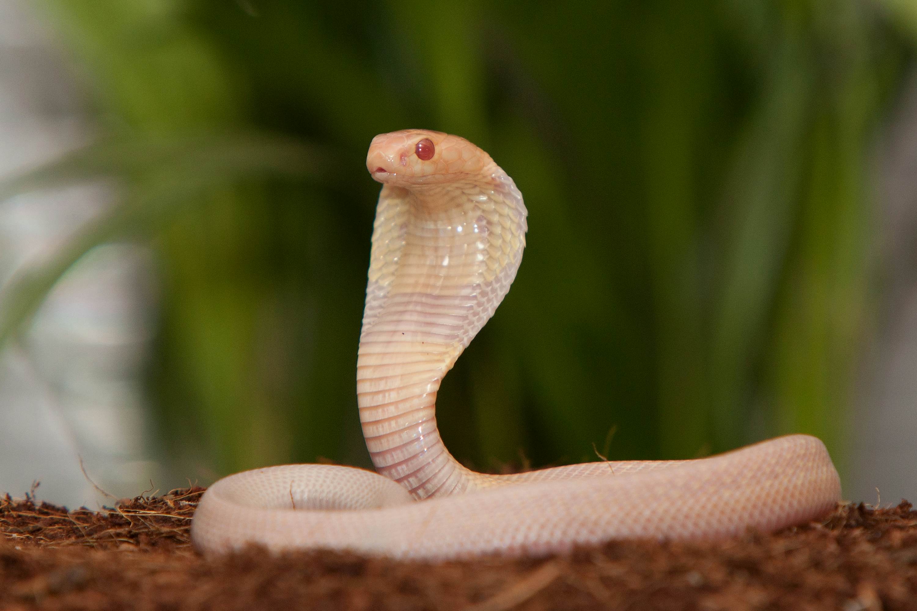 MADRID, SPAIN - MARCH 18:  A newly born White Snake sits at attention at the Zoo Aquarium Madrid on March 18, 2011 in Madrid, Spain. This young White Snake belongs to a group of 17 baby White Snakes born ten days ago from 17 eggs incubated artificially for two months. Despite their young age, their venom is poisonous.  (Photo by Pablo Blazquez Dominguez/Getty Images)