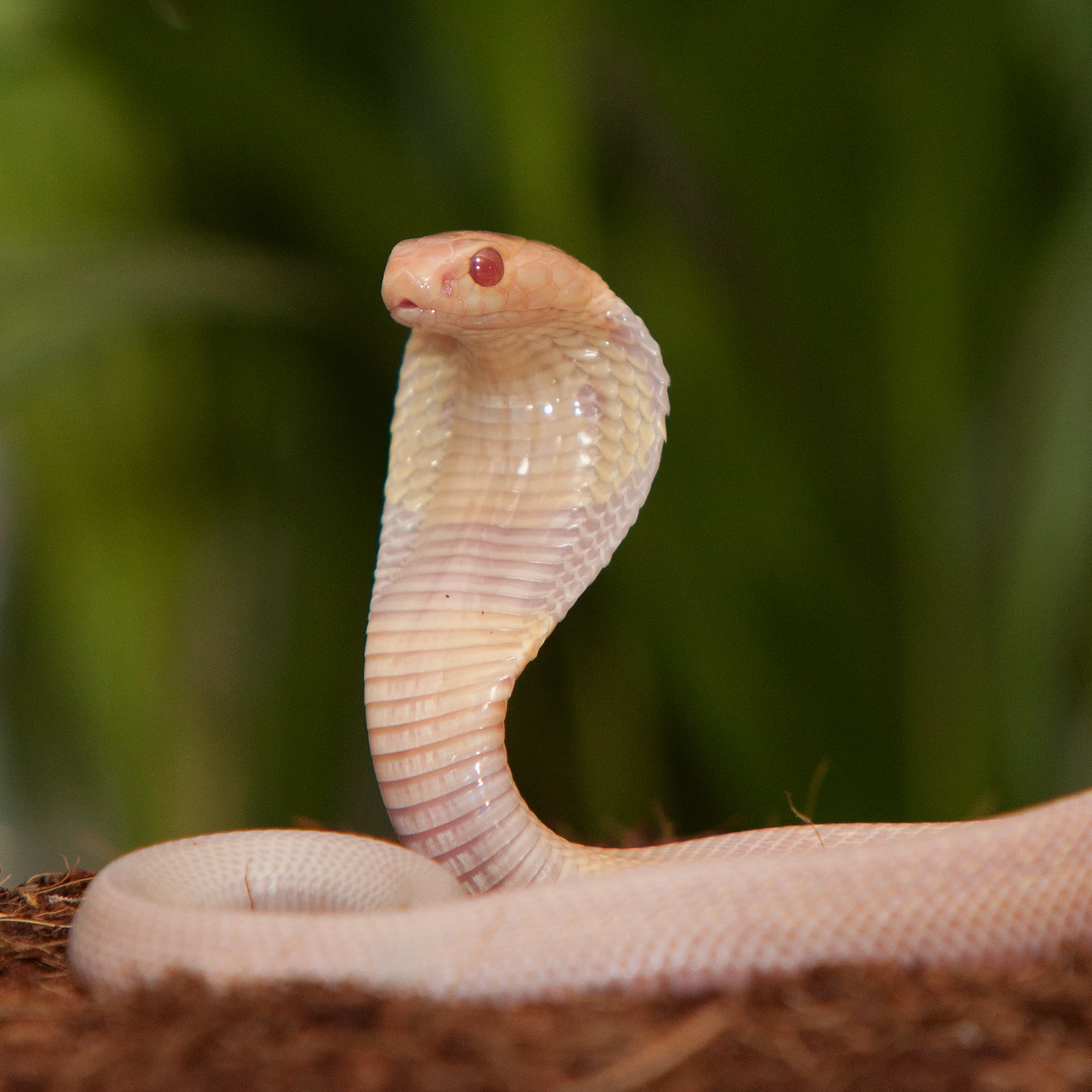 MADRID, SPAIN - MARCH 18: A newly born White Snake sits at attention at the Zoo Aquarium Madrid on March 18, 2011 in Madrid, Spain. This young White Snake belongs to a group of 17 baby White Snakes born ten days ago from 17 eggs incubated artificially for two months. Despite their young age, their venom is poisonous. (Photo by Pablo Blazquez Dominguez/Getty Images)